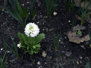 Primula denticulata alba